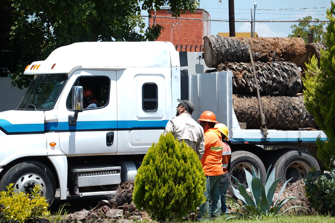 Imagen principal del artículo Suma Gobierno de Pepe Chedraui colaboración con Africam Safari para dar segundo uso a troncos de palmeras retiradas en La Paz